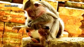 Nice Job!How happiness when old mama Tima call baby Timo for nursing time,Timo lull mom for milk