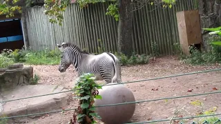 Zebra playing around at Lincoln Park Zoo 🦓