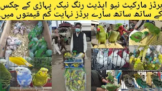 Birds Market Latest Update l Birds Market Sadar l Budgies,Cockatiel,Love birds,Ringneck Price