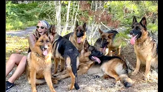 How to hike with 11 GERMAN SHEPHERDS