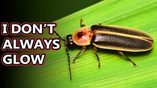 Firefly facts: we could also say lightning bug facts! | Animal Fact Files