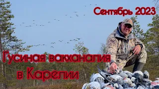 Охота на гуся. Попали на «залом» казары!