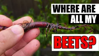 Where Are All My Beets? - Garden Quickie Episode 73