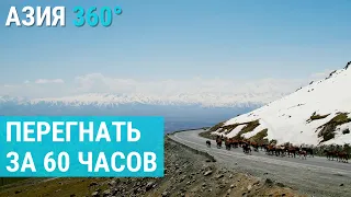 Перегонщики скота: жизнь на пределе выживания | АЗИЯ 360°