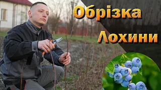 Обрізка лохини у перші роки росту