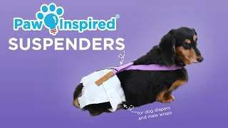 Keep Dog Diapers on with Suspenders | Paw Inspired® Suspenders for Dog Diapers & Male Wraps