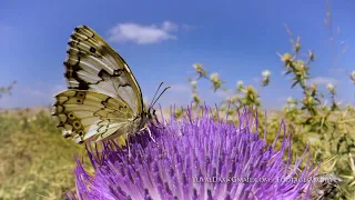 pioneer white Butterfly (Belenois aurota) / לבנין משויש