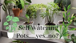 Self Watering Pots | Good or bad?