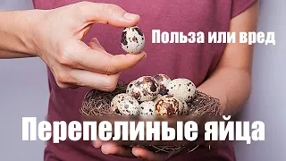 Перепелиные яйца | польза или вред для организма