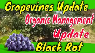 Grapevine Black Rot Organic Treatment Update