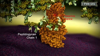 Penicillin Binding Protein: Crosslinking peptidoglycan chains