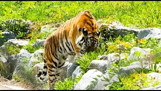 백두대간수목원 백두산 호랑이 '한'이와 '도'(Panthera tigirs altaica) 4K HDR