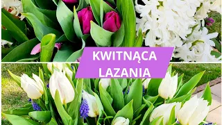 LAZANIA z ROŚLIN CEBULOWYCH #kwiaty #lazania