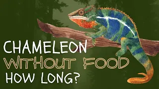 How Long Can Chameleons Survive Without Food?