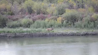Saskatchewan Bull Elk