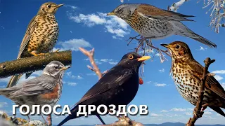 The voices of the thrushes / Birds of Russia