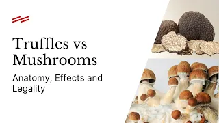 Truffles VS Mushrooms: What’s the Difference?