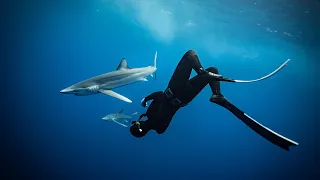 Freediving in Azores islands - sharks, mobula rays, dolphins, whales