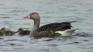 Wagbachniederung Land in April ; Wagbachniederung im April ; Ținutul Wagbachniederung în aprilie