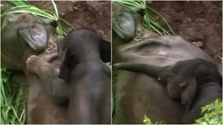 Heartbreaking video: Elephant tries to wake up dead mother