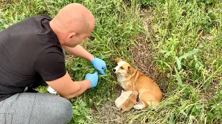 Heartwarming Rescue & Adoption of Abandoned Mama Dog and Her Babies