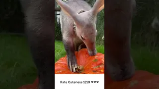 Aardvark Uses Sniffer on Pumpkin😍 #shorts #aardvark #cute