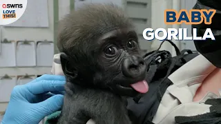 This baby gorilla is looking for a foster mum 🦍 | LOVE THIS!