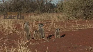 WildEarth - Sunrise - 17 September 2020