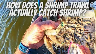 **SMALL BOAT SHRIMP TRAWLING** How it actually works!