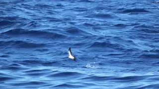 Océanite frégate   White faced Storm Petrel Pelagodroma marina