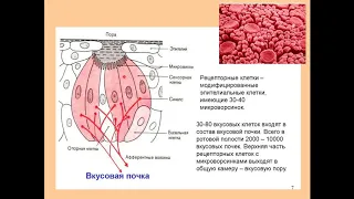 Дубынин В. А. - Физиология сенсорных и двигательных систем -Обонятельная система. Вкусовые рецепторы