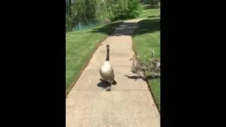 Goose Hissing at me to Protect the Babies