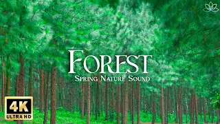 4k Spring Forest Film & Bird Chirping - Healing Piano Music to Relieve Anxiety - Soothing Music