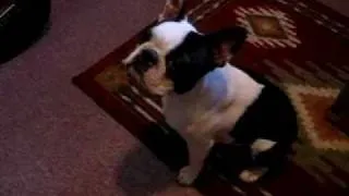 CUTE Boston Terrier puppy says MAMA ~ my dog TALKS! (Original)
