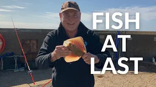 Species Galore at Shoreham's East Harbour Arm