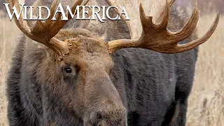 Wild America | S3 E5 Headgear | Full Episode HD