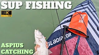 SUP FISHING IS SO MUCH FUN - ASPIUS CATCHING - LAKE BALATON - HUNGARY - 4K - 2024
