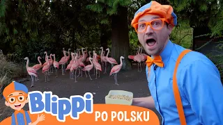 Chodźmy do zoo, cz. 1 | Blippi po polsku | Nauka i zabawa dla dzieci