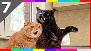 Funny Cats Compilation NEW 2016 ᴴᴰ w/ Cat fails 2016 ✔ Funny pets #7