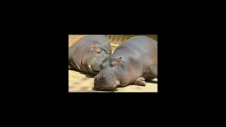 Hippo and Rhino