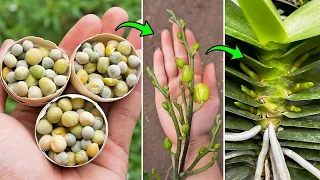 The power of eggshells and peas helps plants take root quickly and bloom non-stop
