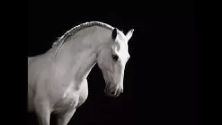 In my blood [Equestrian Music Video]