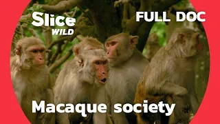 How 500 monkeys settled on an uninhabited island | AI | Full Documentary