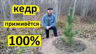 Кедр сибирский приживётся 100%. Добавляю к саженцу кедра микоризу, хвойный опад, эпин экстра.