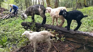 Baby Goats Growing Fast, More Fence Built, and a Very Wet Spring
