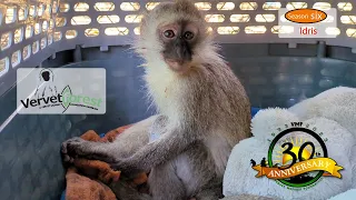 "Incredible Recovery: Monkey Shot 7 Times in Shocking Incident - Zach's Amazing Journey to Healing"