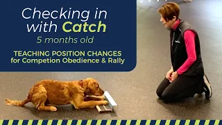 Position Changes for Competition obedience   HD 1080p