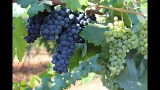 Key Indicators that Wine Grapes are Ready for Harvest