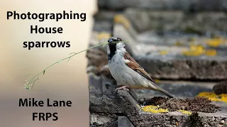 Photographing House sparrows