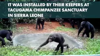 Watching these chimps play in their new pool will bring you joy